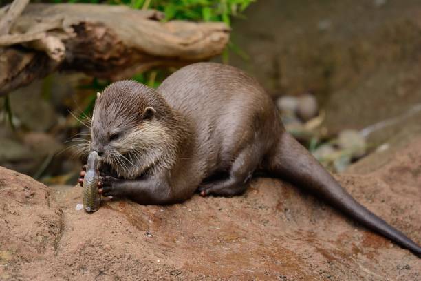 lontra de garras curtas oriental - oriental short clawed otter - fotografias e filmes do acervo