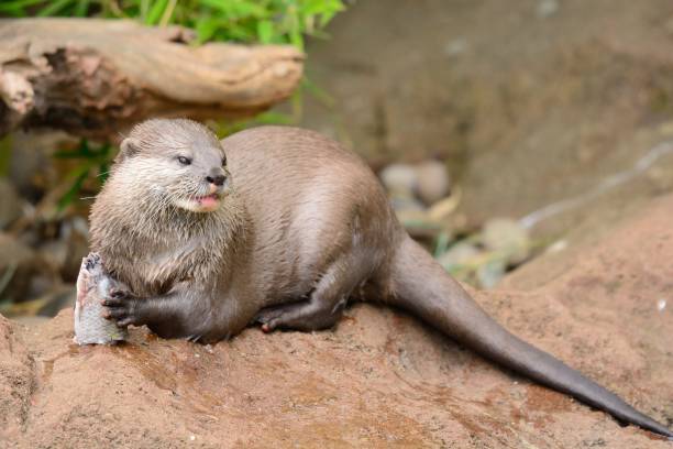 oriental loutre griffes courtes - oriental short clawed otter photos et images de collection