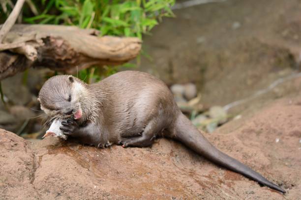 lontra de garras curtas oriental - oriental short clawed otter - fotografias e filmes do acervo