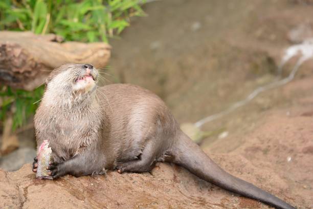 oriental loutre griffes courtes - oriental short clawed otter photos et images de collection