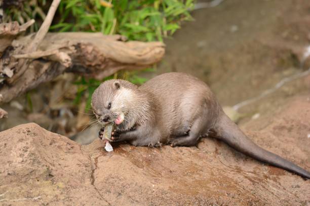 lontra de garras curtas oriental - oriental short clawed otter - fotografias e filmes do acervo