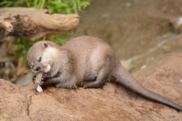 lontra de garras curtas oriental - oriental short clawed otter - fotografias e filmes do acervo