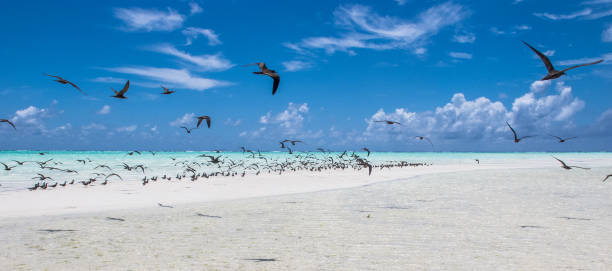 istock birds on Tetiaora 871366168