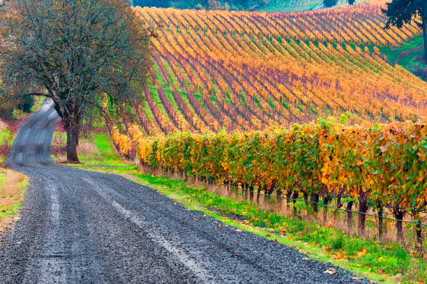 istock Autumn in Dundee Hills Vineyards 871366378