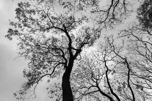 istock Black and white treetop silhouette 871366454
