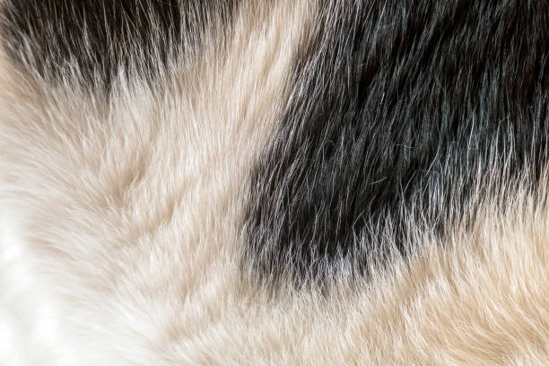 istock Close up at cat fur texture background. Fur background 871366814