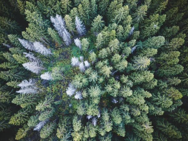 istock Spruce forest. Aerial view landscape 871366868