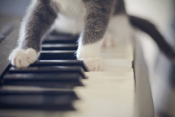 White paws of a gray cat on synthesizer keys.