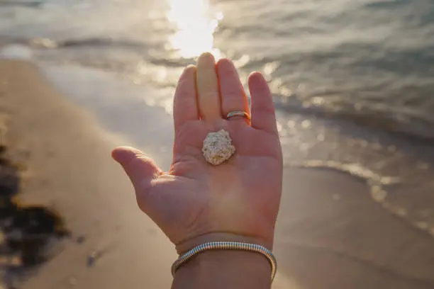 Hand holding a piece of coral at the beach in Florida
