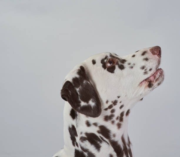 istock Dog photos/portraits 871370368