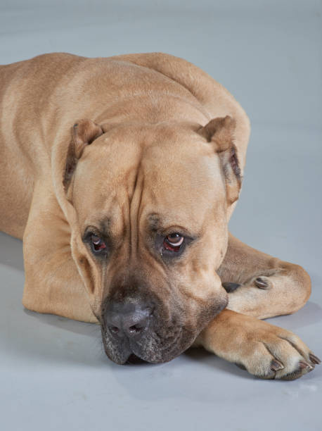 istock Dog photos/portraits 871370384