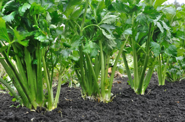 istock close-up of celery plantation (leaf vegetable) 871370422