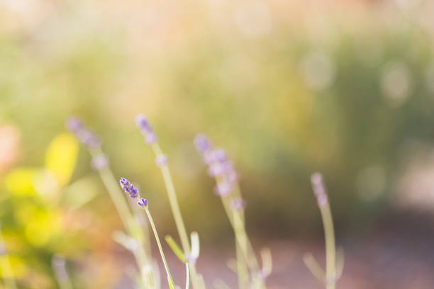 istock Lavender Flower Blossom In Sunshine With Bokeh Background 871373268
