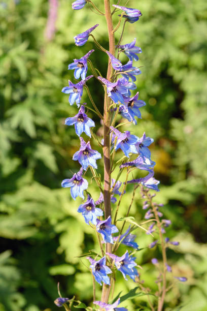 istock Delphinium elatum flower. Altai Republic. Russia 871373270