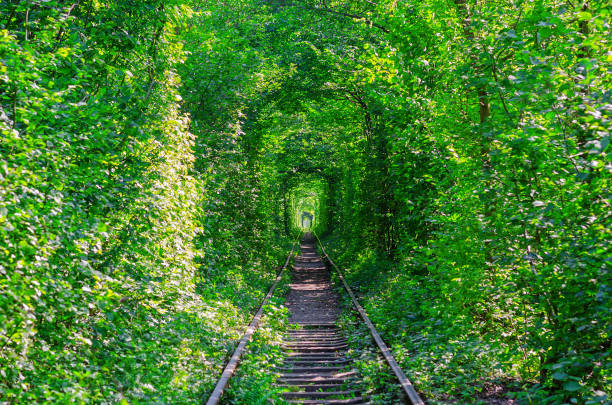 istock A natural tunnel created from trees along the railway. 871373372