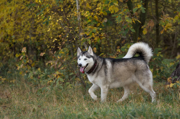 istock Siberian husky in the autumn forest. 871373424