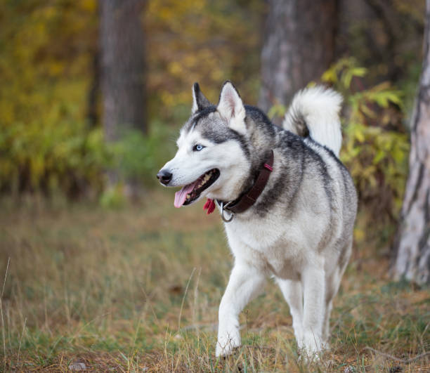 istock Siberian husky in the autumn forest. 871373510