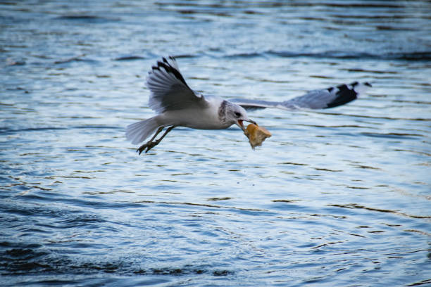feeding the ducks