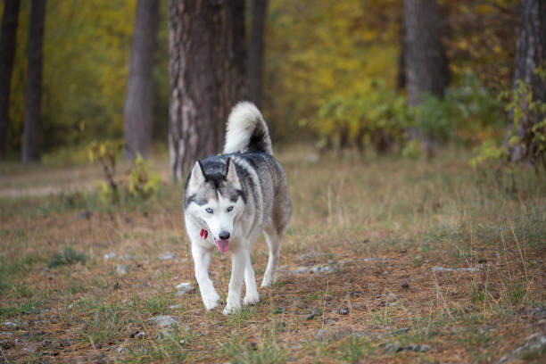 istock Siberian husky in the autumn forest. 871373598