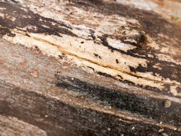 istock interesting stripped dried wood texture close up background 871373780