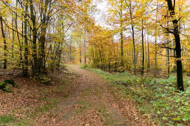 Dirtroad surrounded by autumn trees