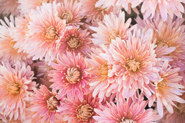 istock Nature flower background - Pink chrysanthemum closeup 871376326