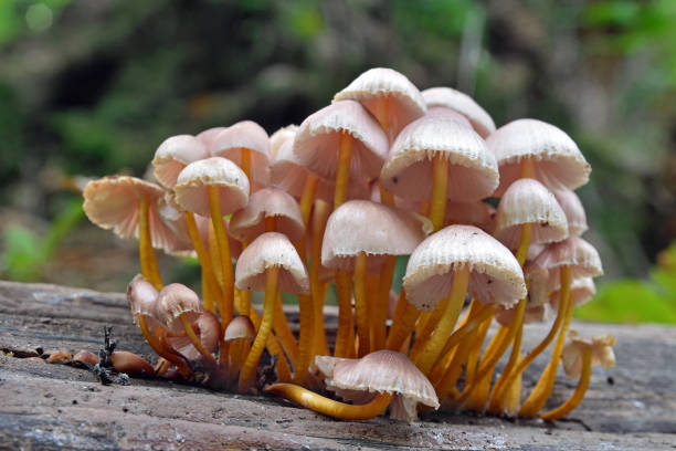 istock mycena renati mushroom 871376420