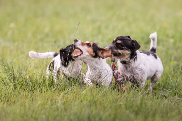 three playing dogs in the meadow - jack russell terrier - ball grass dog howling imagens e fotografias de stock