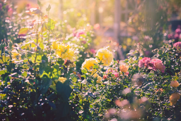 istock Flower garden with roses in soft sunshine 871376818