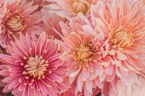 istock Nature flower background - Pink chrysanthemum closeup 871380418