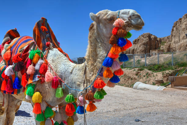istock Home camel is decorated with tassels of different colors, Iran. 871380664