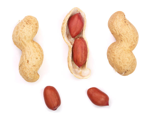 istock Peanuts. Nuts in shell and peeled isolated on white background. Collection or set. Full depth of field 871381144