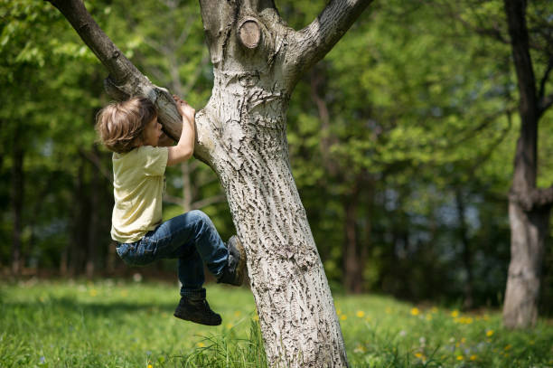 junge klettern tree - spring tree orchard forest stock-fotos und bilder