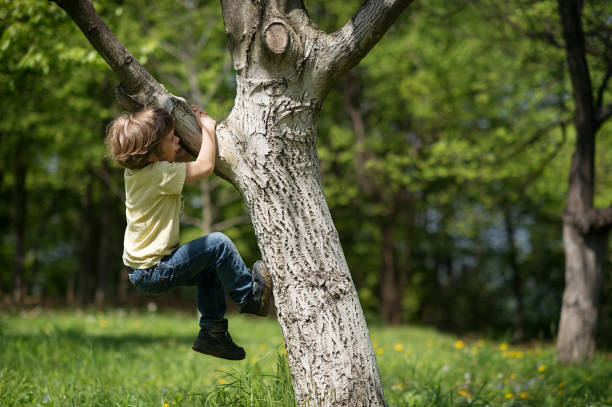Boy Climbing Tree Stock Photo - Download Image Now - Tree, Climbing, Child  - iStock