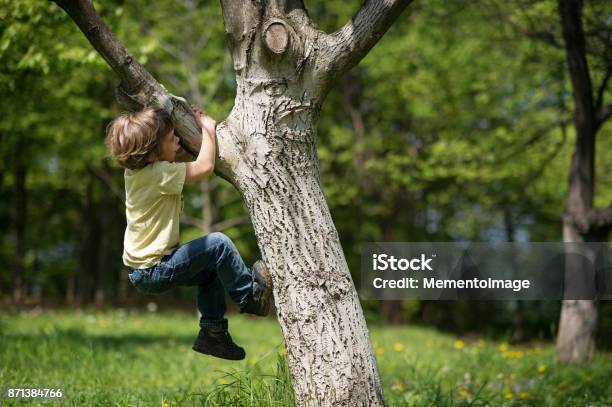 Boy Climbing Tree Stock Photo - Download Image Now - Tree, Climbing, Child