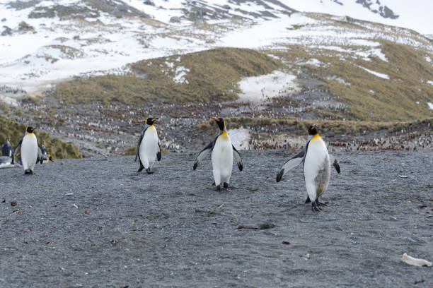 istock King penguins on South Georgia island 871385078