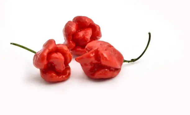 Photo of hottest pepper in the world