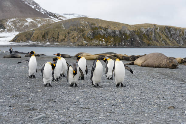 istock South Georgia landscape with king penguins 871394302