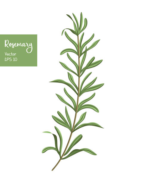 illustrazioni stock, clip art, cartoni animati e icone di tendenza di illustrazione vettoriale di rosmarino. - rosemary spice ingredient plant