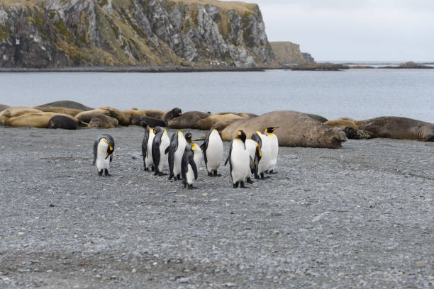 istock South Georgia landscape with king penguins 871394512