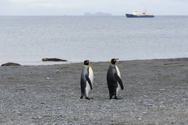 istock South Georgia landscape with king penguins 871395020
