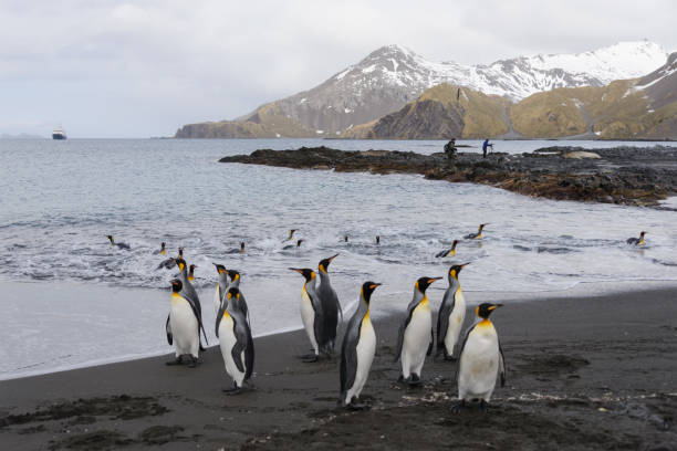 istock South Georgia landscape with king penguins 871395228