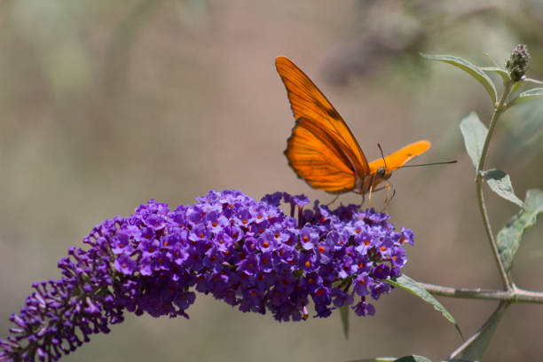Incredible Julia Or Dryas Iulia Butterfly on an amazing stem of butterfly Bush or summer lilac.