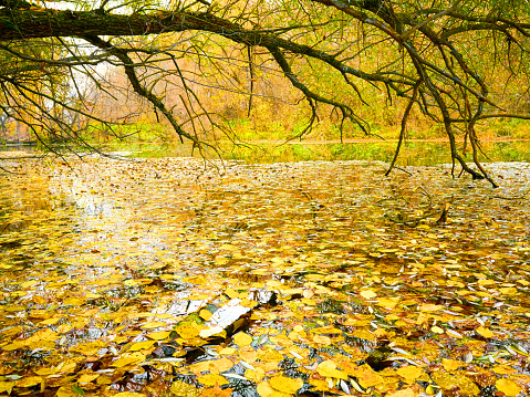 Autum fallen yellow leaves in water, dry branches