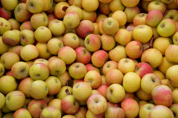 This is a photograph of freshly picked red apples for sale at a Catskill Mountains farm in New York, USA.