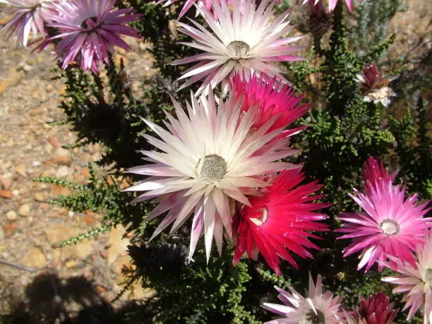 "Pink,white and red Everlasting" flowers (or Strawflowers) on the Garden Route, on the south-western coast of South Africa.