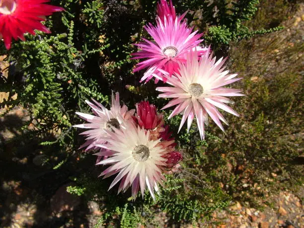 "Pink,white and red Everlasting" flowers (or Strawflowers) on the Garden Route, on the south-western coast of South Africa.