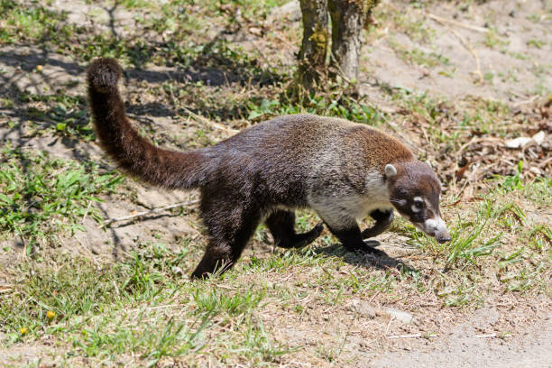istock White Nosed Coati coming out of the Fores 871401946