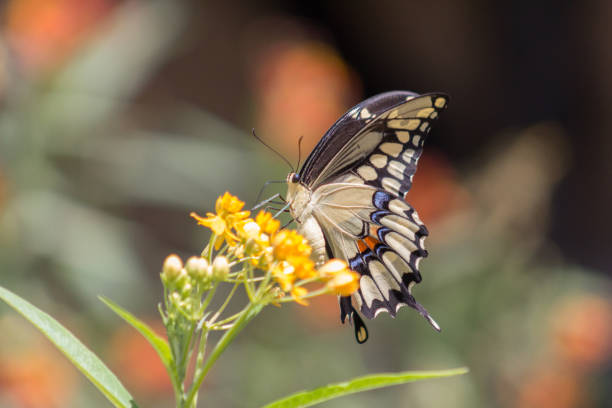 istock Beautiful vibrant Tiger Swallowtail or Papilio glaucus Butterfly 871402594