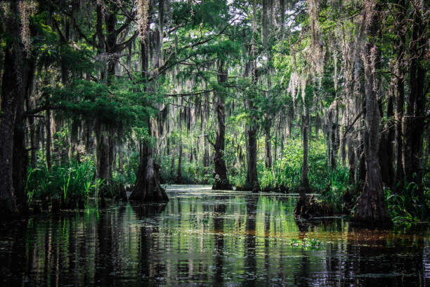 Trees of the Louisiana Swamp Bald Cypress Trees and other plant life native to the Louisiana Bayou. marsh photos stock pictures, royalty-free photos & images